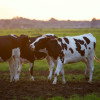 Livestock